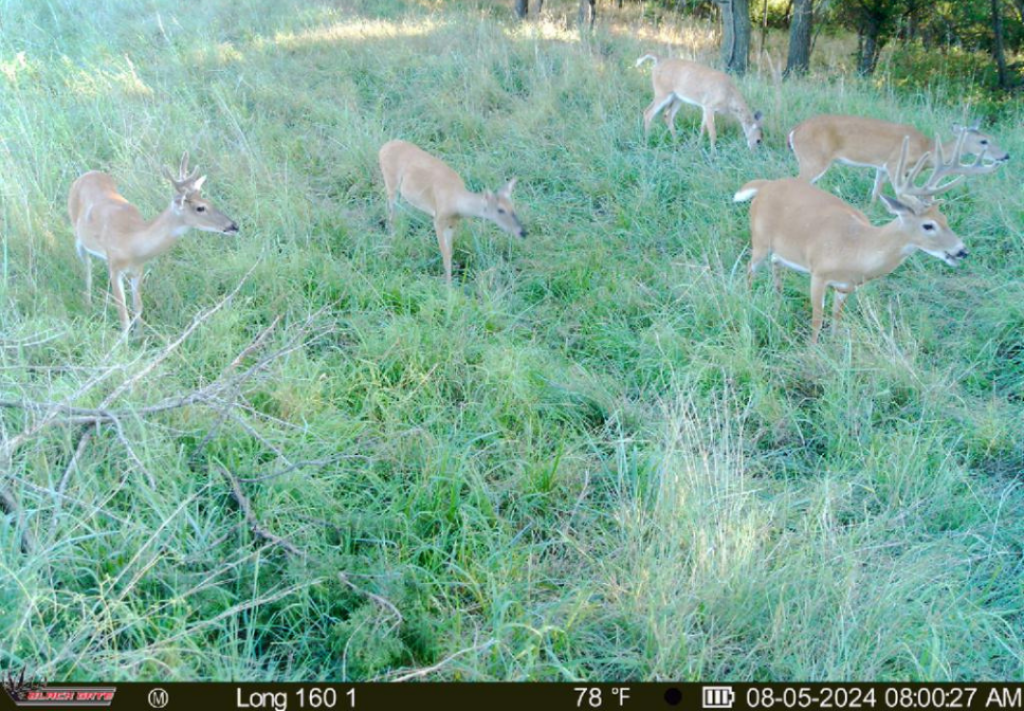 Top Notch Hunting on 160 acres in Dewey County - Grandpa & Grandma Beers