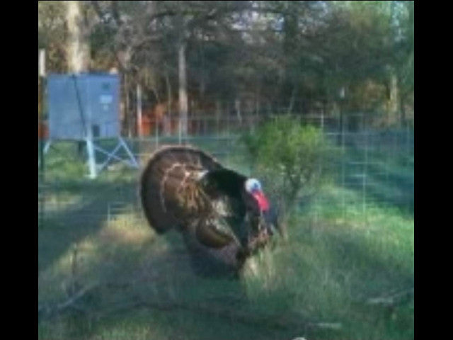 160 acre Lease With Nice Catfish Pond in Dewey County - S Alvis