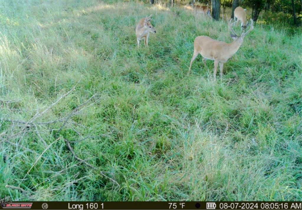 Top Notch Hunting on 160 acres in Dewey County - Grandpa & Grandma Beers