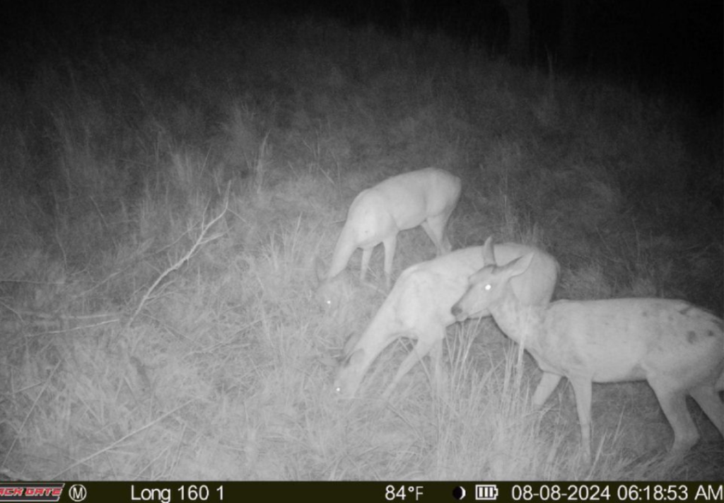 Top Notch Hunting on 160 acres in Dewey County - Grandpa & Grandma Beers