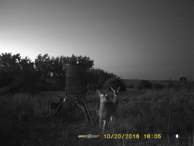 Big Bucks and an Excellent 160 acre lease in the Putnam Area - W Jackson