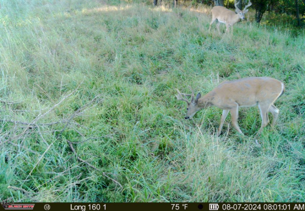 Top Notch Hunting on 160 acres in Dewey County - Grandpa & Grandma Beers
