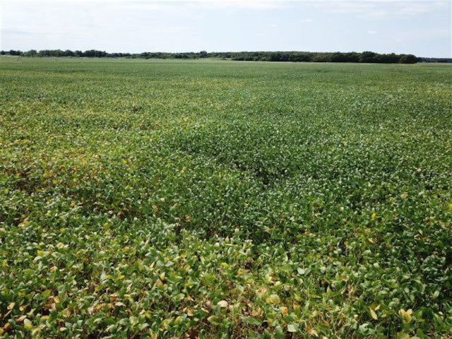 Beautiful hunting property and a Deer Haven. 300 acre Hunting Lease Coop Includes 88 acres on the River - River Coop