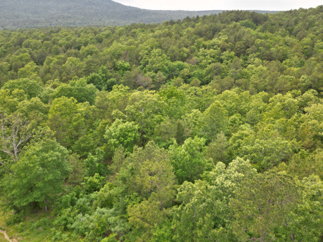 90 Acre Whitetail Hunting Lease in Scenic Leflore County - Ogden Mill