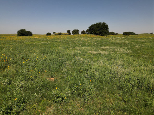 Nice Little Hunting Lease in Woodward County - Sand Hills 40