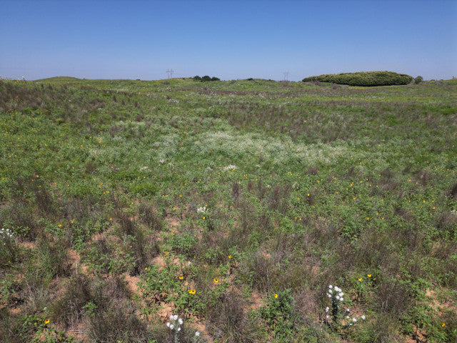 40 Acres of Great Hunting in Woodward County - Sampson 40