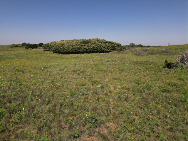 40 Acres of Great Hunting in Woodward County - Sampson 40