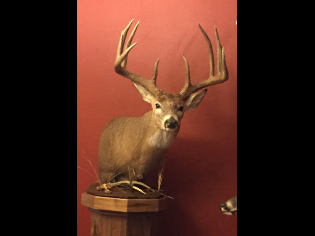 Great Deer Herd on 524 acre lease near Putnam - Watershed