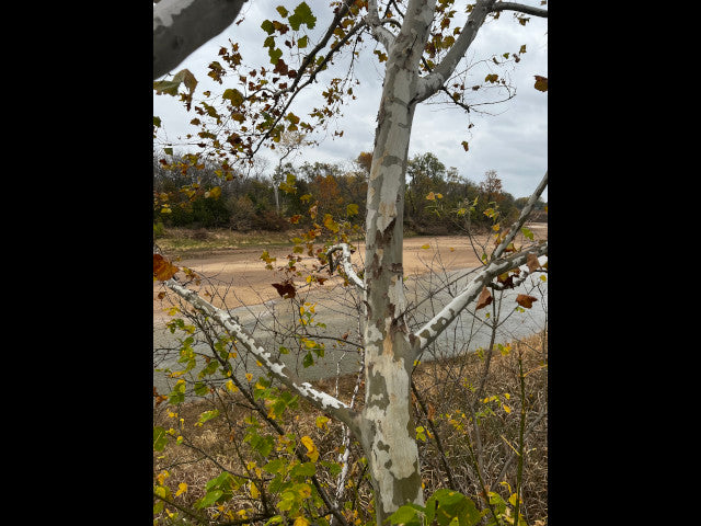 Close to OKC and on the River 190 acres Hunting Lease in Pottawatomie County -River 190