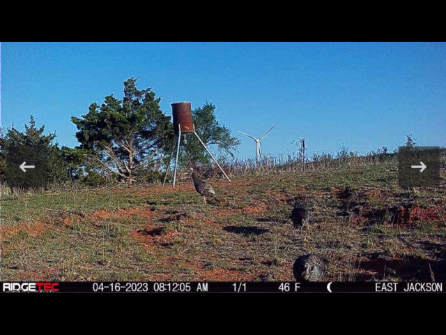 Whitetail Turkey and Hogs on 160 acre Hunting Lease in Dewey County - E Jackson