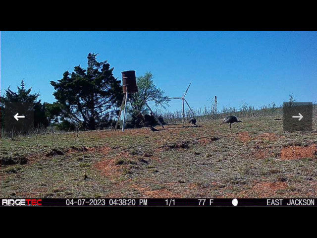 Whitetail Turkey and Hogs on 160 acre Hunting Lease in Dewey County - E Jackson