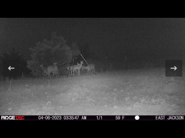 Whitetail Turkey and Hogs on 160 acre Hunting Lease in Dewey County - E Jackson