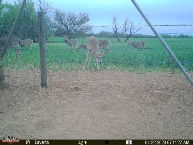 320 acre Hunting Lease Near Putnam - Laverta White