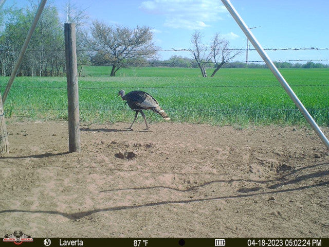 320 acre Hunting Lease Near Putnam - Laverta White