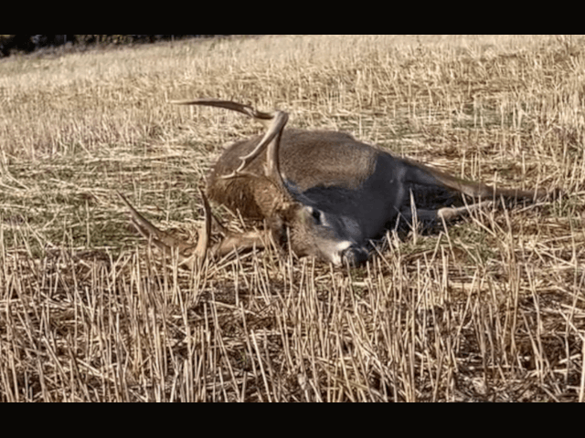 160 acres of Excellent Deer Population in Custer County - Graft