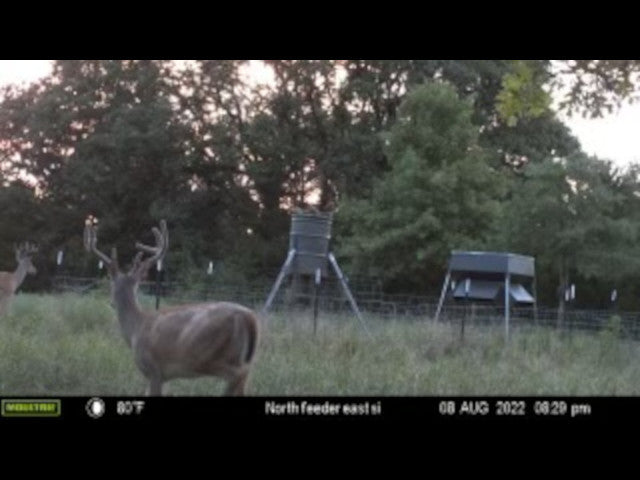 Excellent 200 acre hunting lease near Earlsboro with 3 Ponds - Echo 200