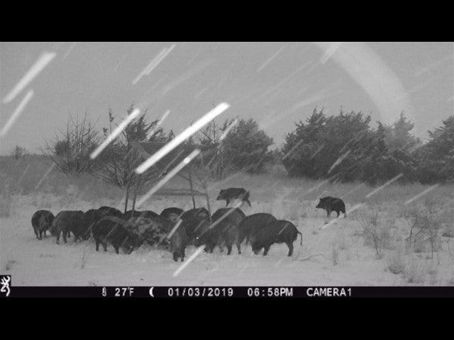 Big Buck Territory on 400 acre Hunting Lease in Dewey County - Deep Ravine