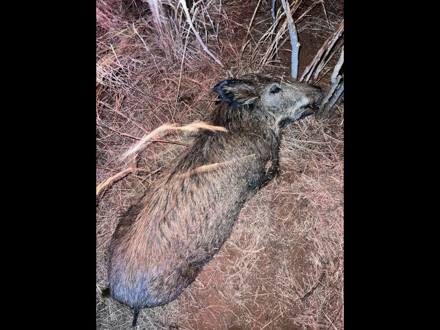 160 acres Hunting Lease - Section SW