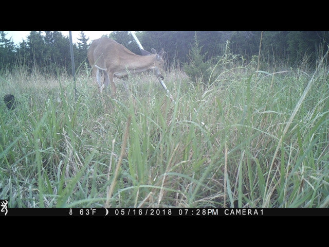 A great harvest producing 160 acres Hunting Lease in Dewey County - Walker