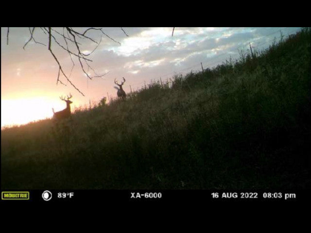 Big Buck Territory on 400 acre Hunting Lease in Dewey County - Deep Ravine