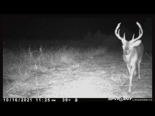 Hunting Lease on 160 acres in Dewey County - Section NW