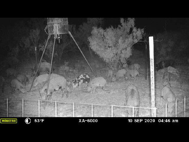 640 acre lease in W Texas with Mule Deer - Texas Section