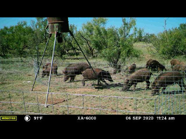 640 acre lease in W Texas with Mule Deer - Texas Section