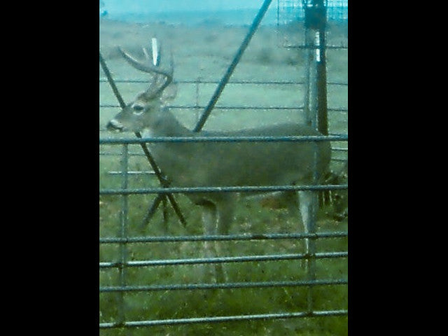 640 acre lease in W Texas with Mule Deer - Texas Section
