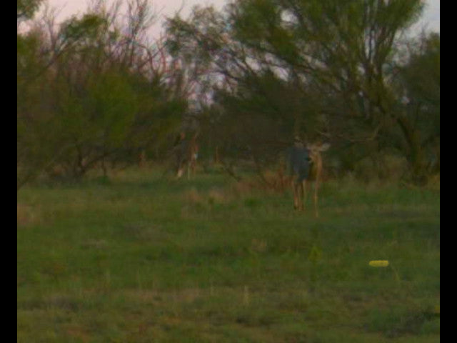 640 acre lease in W Texas with Mule Deer - Texas Section