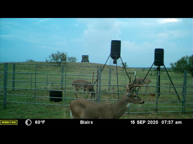 640 acre lease in W Texas with Mule Deer - Texas Section
