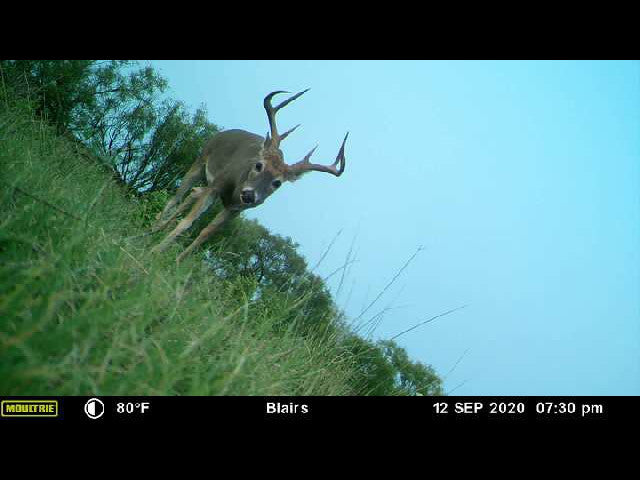 640 acre lease in W Texas with Mule Deer - Texas Section