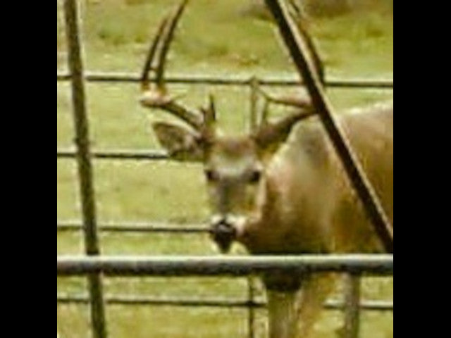 Must See 800 acre lease in SW Oklahoma -Painter