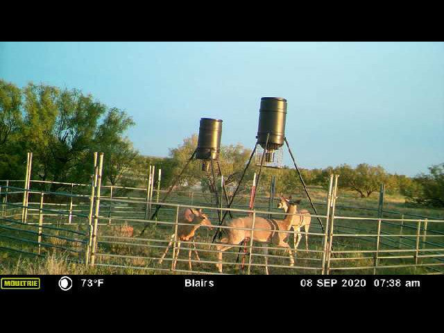 640 acre lease in W Texas with Mule Deer - Texas Section