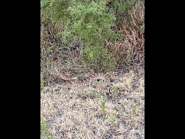 640 acre lease in W Texas with Mule Deer - Texas Section