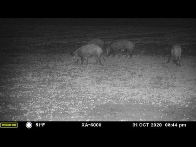 160 acre High Quality Hunting Lease in Custer County - Nichals