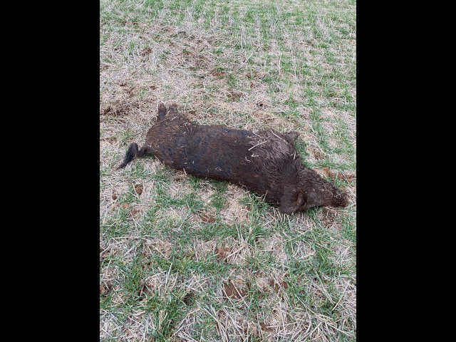 Great Hunting and good cover on 160 acres - 183