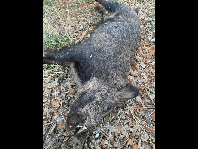 Great Hunting and good cover on 160 acres - 183