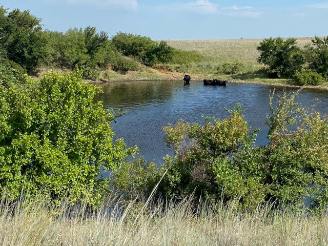 Great Hunting in Kiowa County on a 327 acre PRIVATE Elk Lease - Flying K Ranch