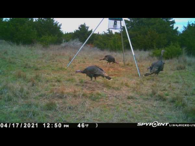 Lots of cover and deep wooly ravines on this 280 acre Hunting Lease in Dewey County - BrunHome