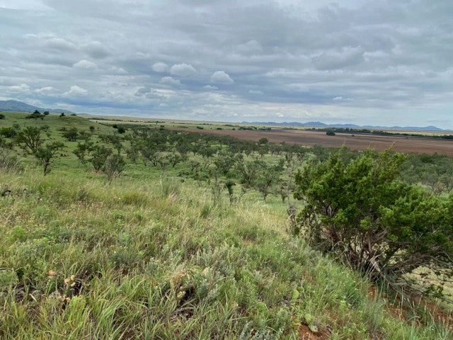Great Hunting in Kiowa County on this 160 acre lease - South Flying K