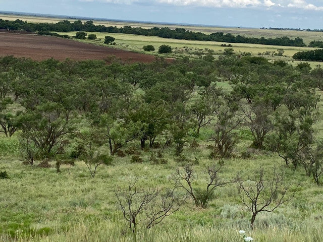 Great Hunting in Kiowa County on this 160 acre lease - South Flying K