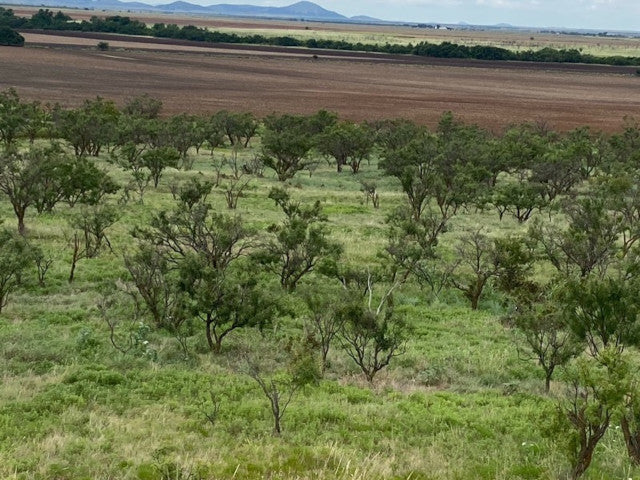 Great Hunting in Kiowa County on this 160 acre lease - South Flying K