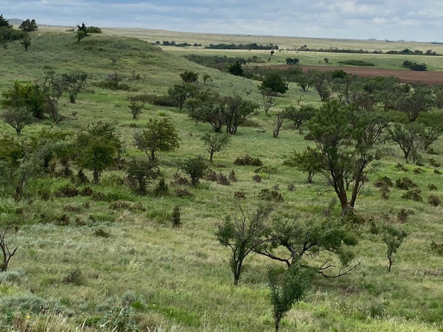 Great Hunting in Kiowa County on this 160 acre lease - South Flying K