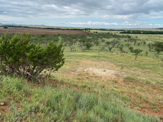 Great Hunting in Kiowa County on this 160 acre lease - South Flying K