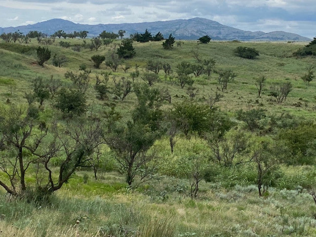 Great Hunting in Kiowa County on this 160 acre lease - South Flying K