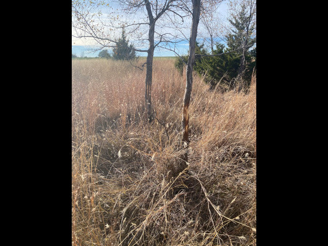 Great 240 acre lease in Dewey County - Rose