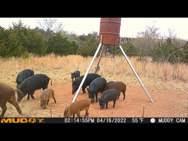 Whitetail Turkey and Hogs on 160 acre Hunting Lease in Dewey County - E Jackson