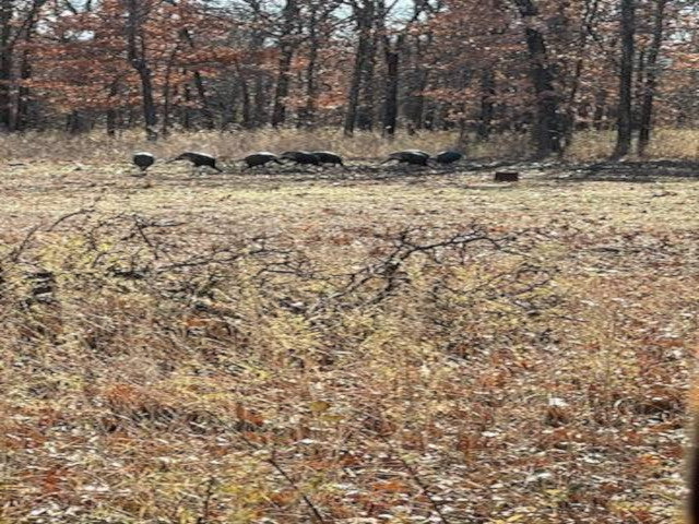 360 acres of Great Hunting in Osage County - Bird Creek Ranch