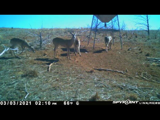 Big Buck Territory on 400 acre Hunting Lease in Dewey County - Deep Ravine