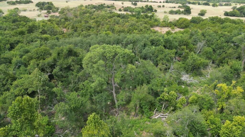 434 acres Very SECLUDED Hunting Lease in Grady County - The Farm